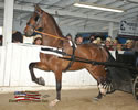 North American Dutch Harness Horse Sale : Image