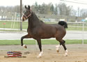 North American Dutch Harness Horse Sale : Image
