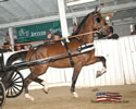 North American Dutch Harness Horse Sale : Image