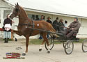 North American Dutch Harness Horse Sale : Image