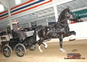 North American Dutch Harness Horse Sale : Image