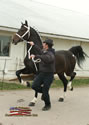 North American Dutch Harness Horse Sale : Image