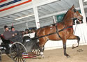North American Dutch Harness Horse Sale : Image