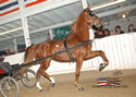 North American Dutch Harness Horse Sale : Image