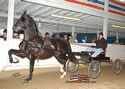 North American Dutch Harness Horse Sale : Image