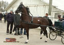 North American Dutch Harness Horse Sale : Image