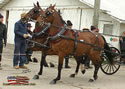 North American Dutch Harness Horse Sale : Image