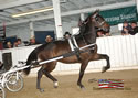 North American Dutch Harness Horse Sale : Image