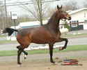 North American Dutch Harness Horse Sale : Image