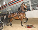 North American Dutch Harness Horse Sale : Image