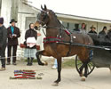 North American Dutch Harness Horse Sale : Image