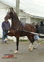 North American Dutch Harness Horse Sale : Image