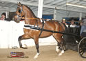 North American Dutch Harness Horse Sale : Image