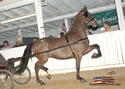 North American Dutch Harness Horse Sale : Image