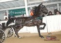 North American Dutch Harness Horse Sale : Image
