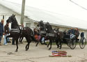 North American Dutch Harness Horse Sale : Image