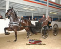 North American Dutch Harness Horse Sale : Image