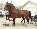 North American Dutch Harness Horse Sale : Image