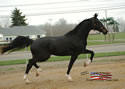 North American Dutch Harness Horse Sale : Image