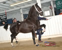 North American Dutch Harness Horse Sale : Image
