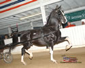 North American Dutch Harness Horse Sale : Image