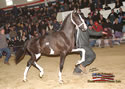 North American Dutch Harness Horse Sale : Image