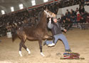 North American Dutch Harness Horse Sale : Image
