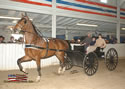 North American Dutch Harness Horse Sale : Image