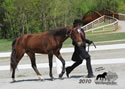 WALK Spring Fun Show: Image