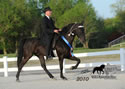 WALK Spring Fun Show: Image