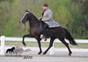 WALK Spring Fun Show: Image