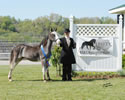 WALK Spring Fun Show: Image