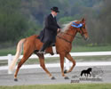 WALK Spring Fun Show: Image