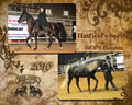 Four States Classic: Image
