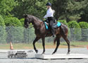 TarHeel PlantionClassic: Image