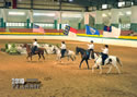 TarHeel PlantionClassic: Image